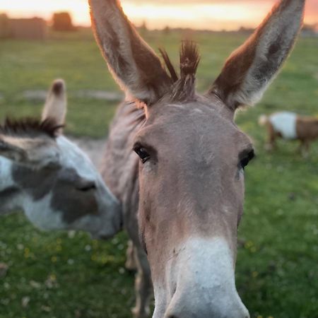 مبيت وإفطار Oedelem De Wabisabiboerderij المظهر الخارجي الصورة