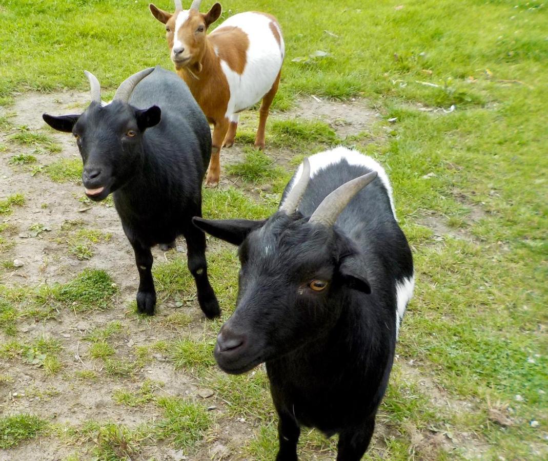 مبيت وإفطار Oedelem De Wabisabiboerderij المظهر الخارجي الصورة