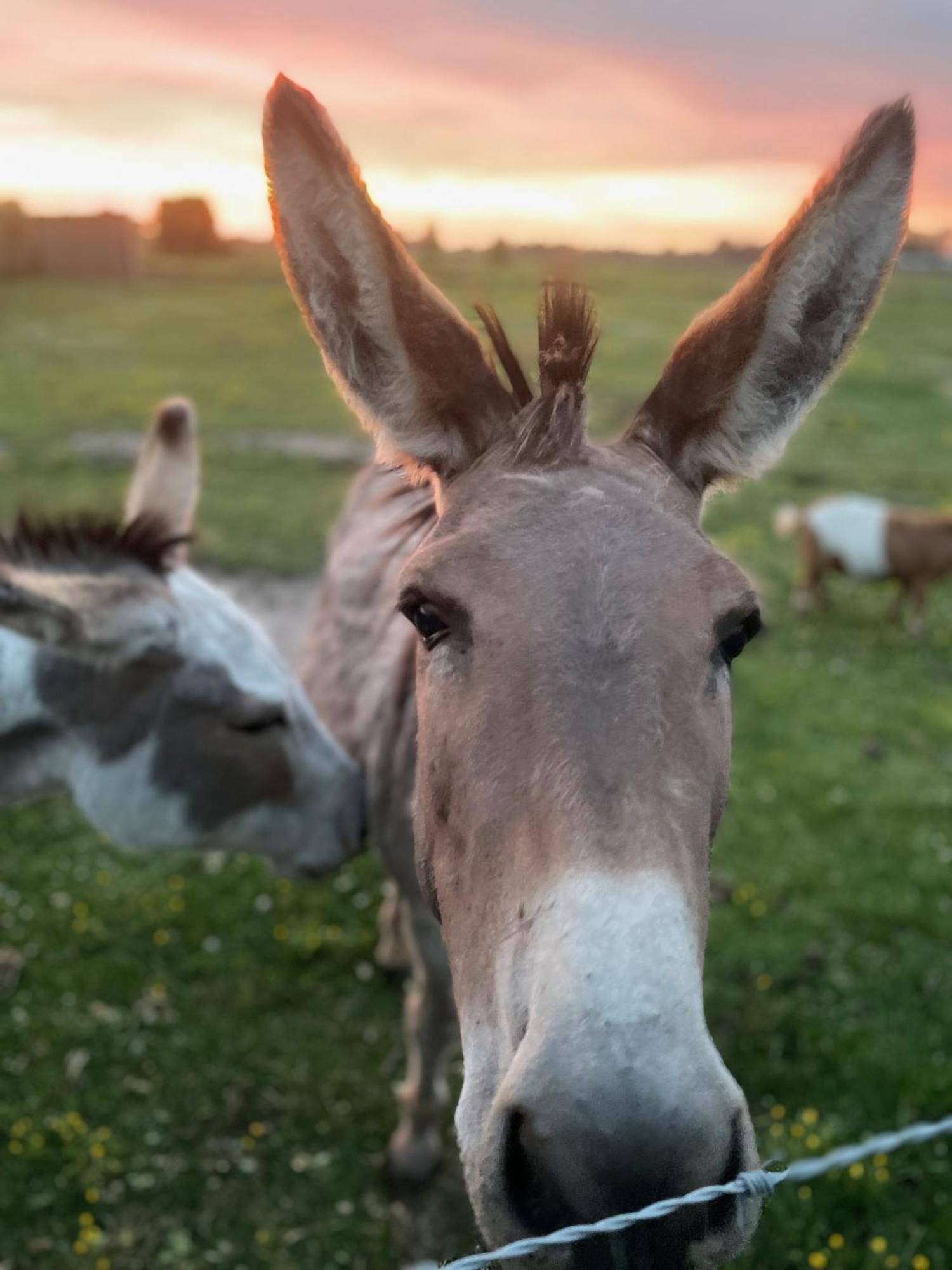 مبيت وإفطار Oedelem De Wabisabiboerderij المظهر الخارجي الصورة