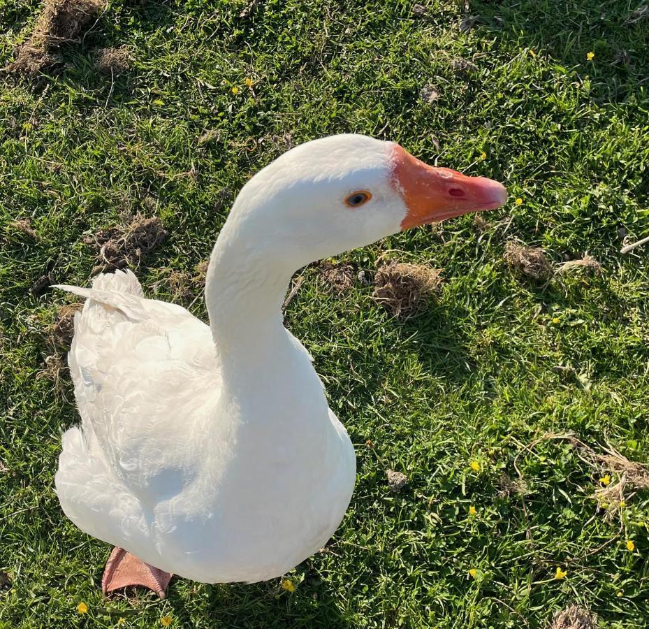 مبيت وإفطار Oedelem De Wabisabiboerderij المظهر الخارجي الصورة