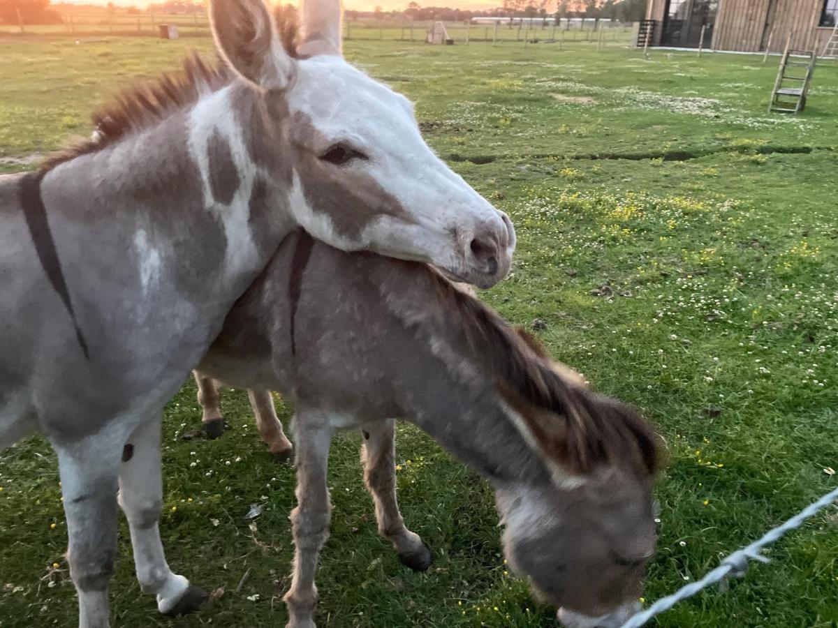 مبيت وإفطار Oedelem De Wabisabiboerderij المظهر الخارجي الصورة